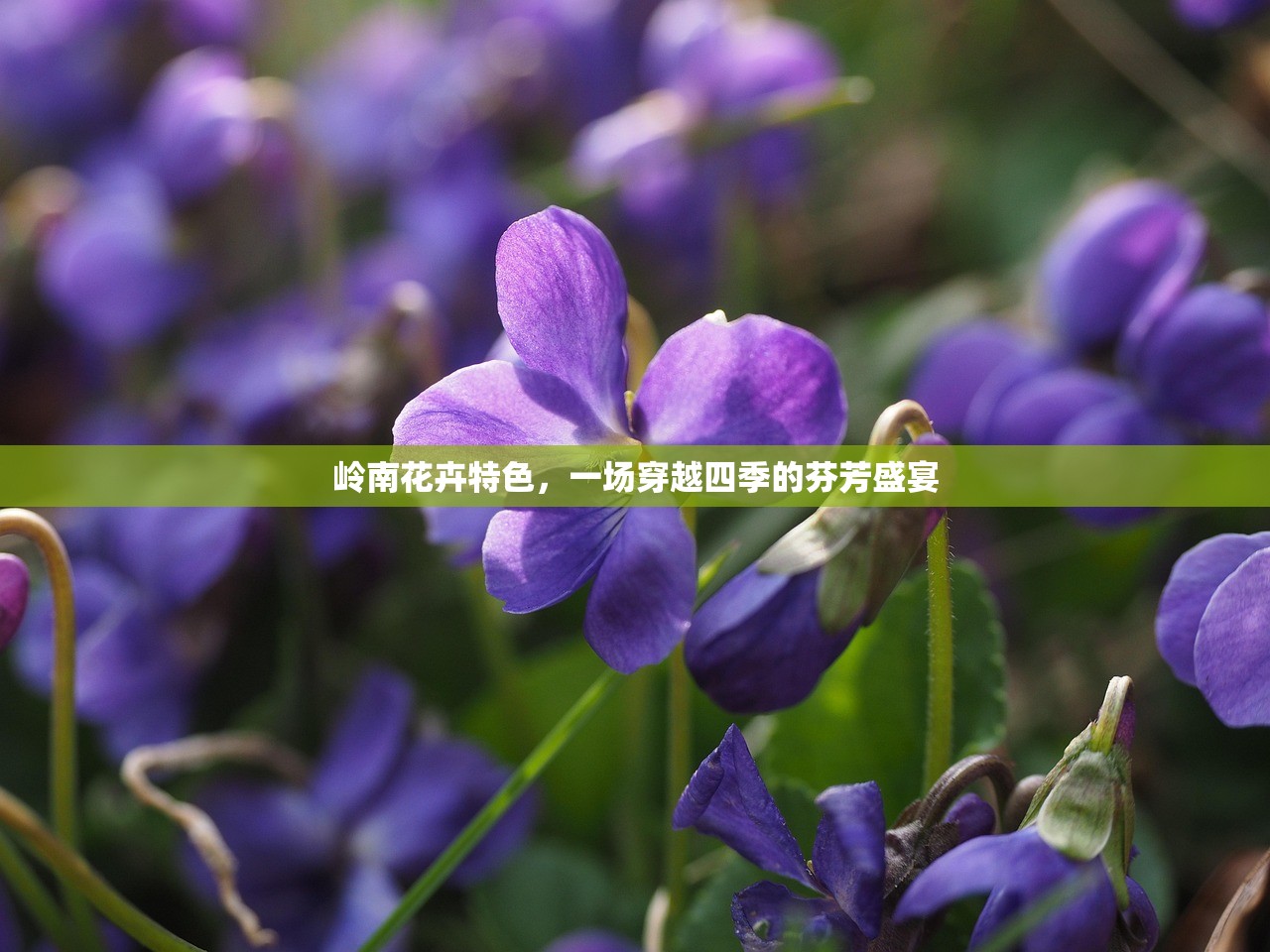 岭南花卉特色，一场穿越四季的芬芳盛宴
